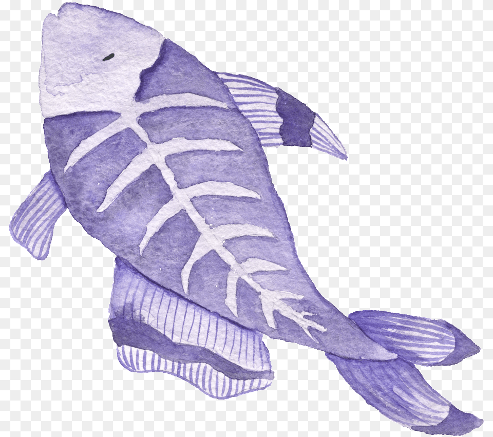 X Rayfish Fish Watercolor Illustrations Illustration, Aquatic, Water, Animal, Carp Free Transparent Png