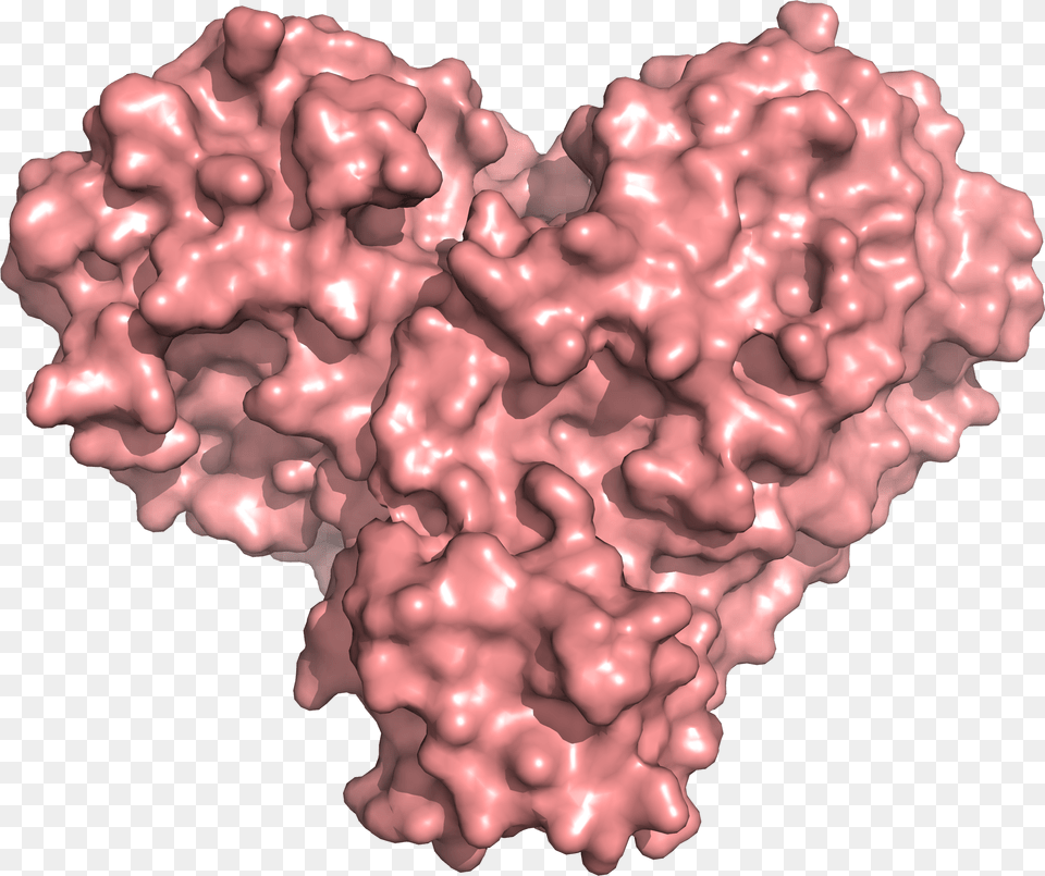X Rays Size Up Protein Structure At The U0027heartu0027 Of Covid19 Heart Shaped Protein, Pattern, Person, Mineral, Face Free Png