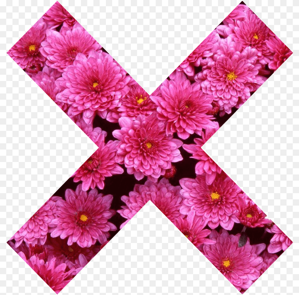 X X Cross Flower Pink Girly Pink Nature Collor Tumblr Body Soul N Spirit Dining Pink Blossom Love Coaster, Dahlia, Plant, Petal, Appliance Free Transparent Png