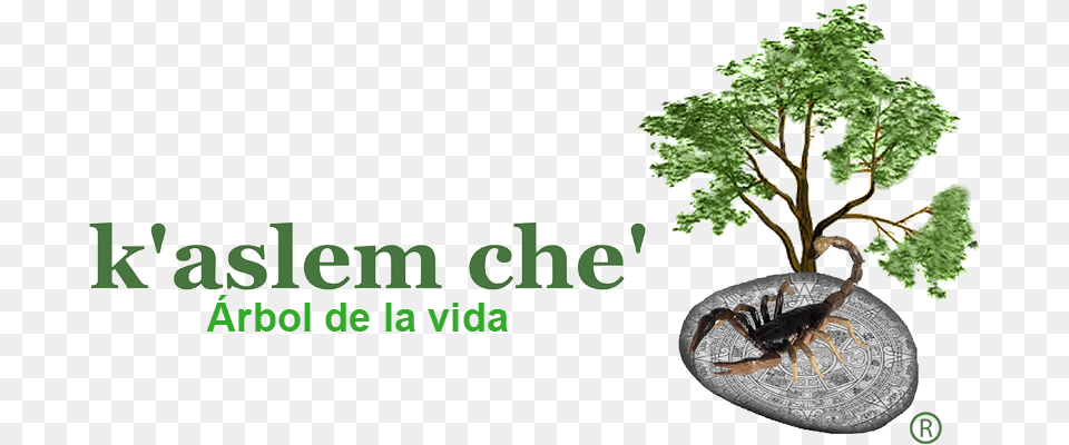 Ximenia Americana L Dibujo De Arbol, Plant, Tree, Animal, Food Png Image