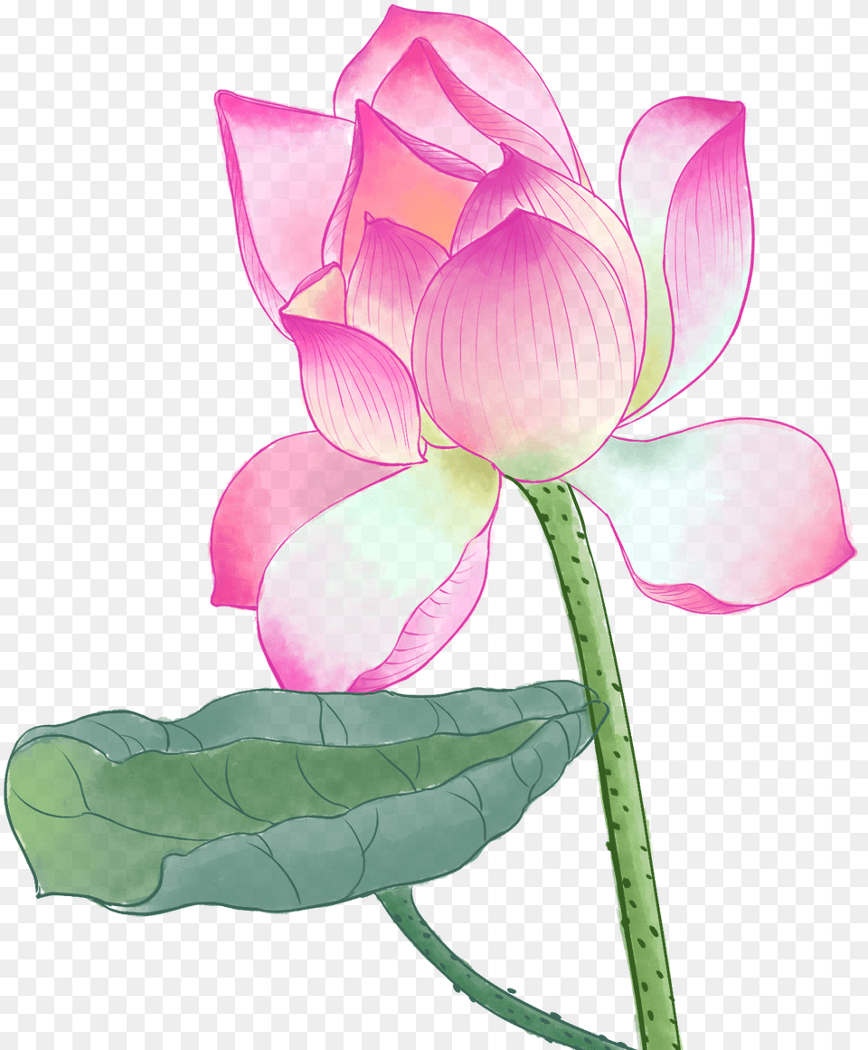 Xinlingfamen Hq Persatuan Penganut, Flower, Petal, Plant, Rose Png
