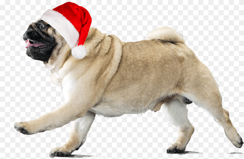 Xmas Is Comming Soooon Put This Pug Pugs With Transparent Background, Animal, Canine, Dog, Mammal Png Image