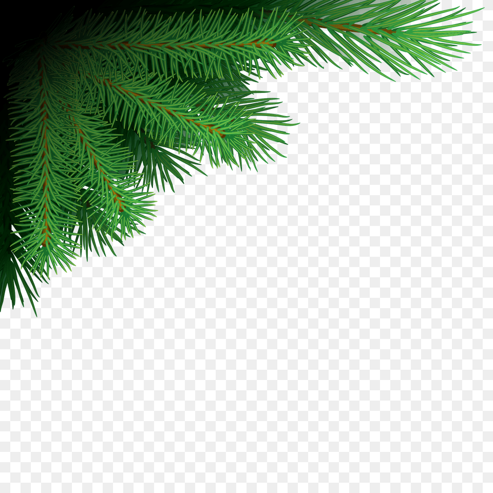 Xmas Tree Branches Image Format Christmas Tree, Conifer, Fir, Pine, Plant Free Transparent Png