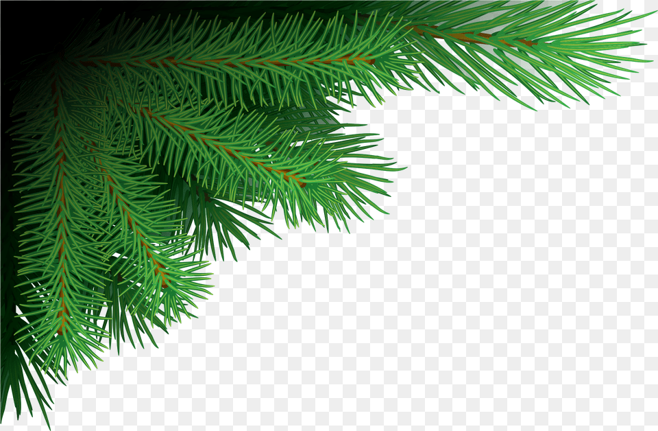 Xmas Tree Branches Image Format Christmas Tree, Conifer, Fir, Pine, Plant Free Png Download