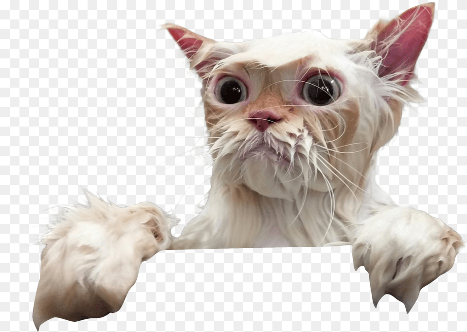 Xpurr, Animal, Cat, Kitten, Mammal Png Image