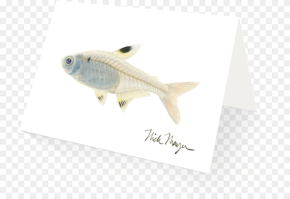 Xray Fish Clipart Picture Royalty Free Stock Picture Green Bass, Animal, Food, Mullet Fish, Sea Life Png