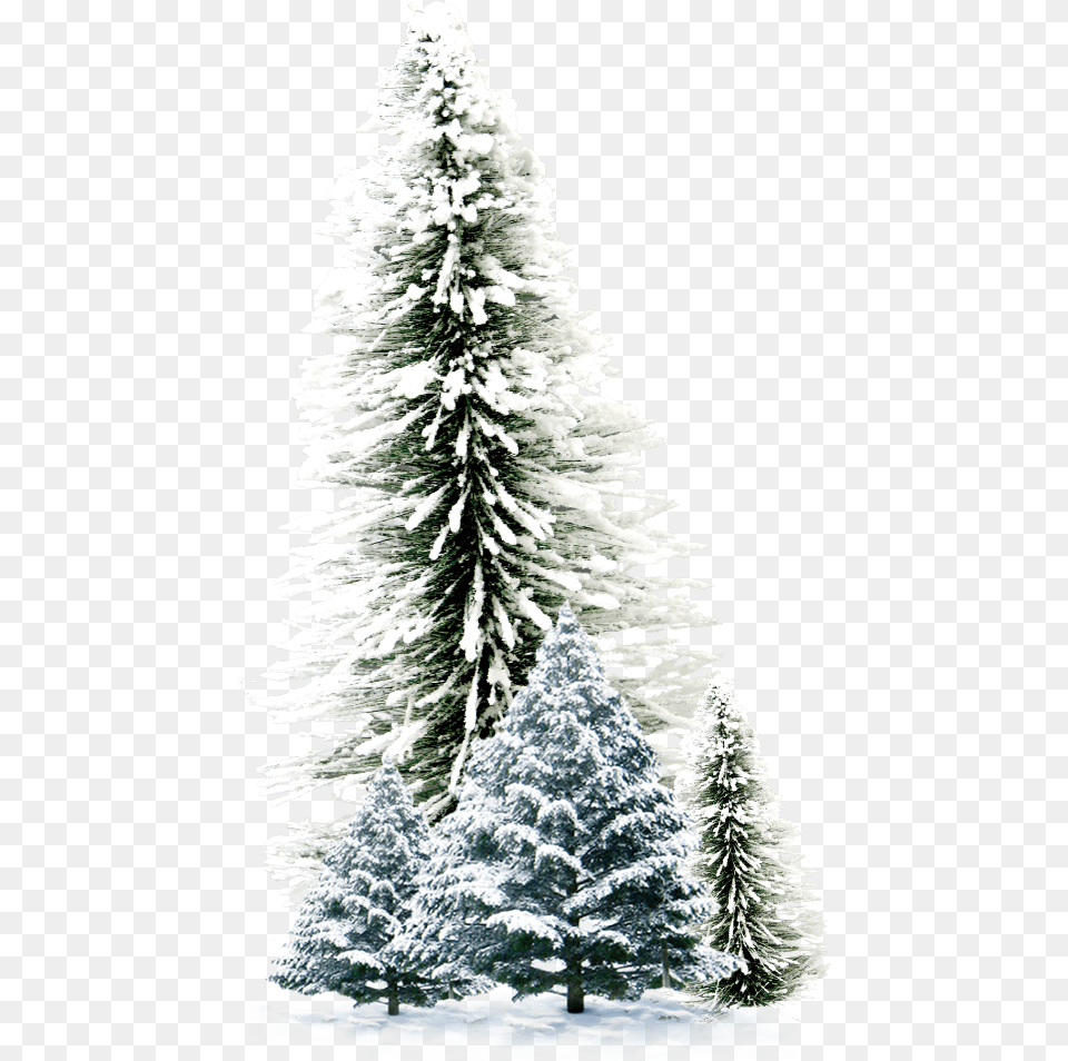 Xronia Polla Greek Christmas, Fir, Pine, Plant, Tree Png Image