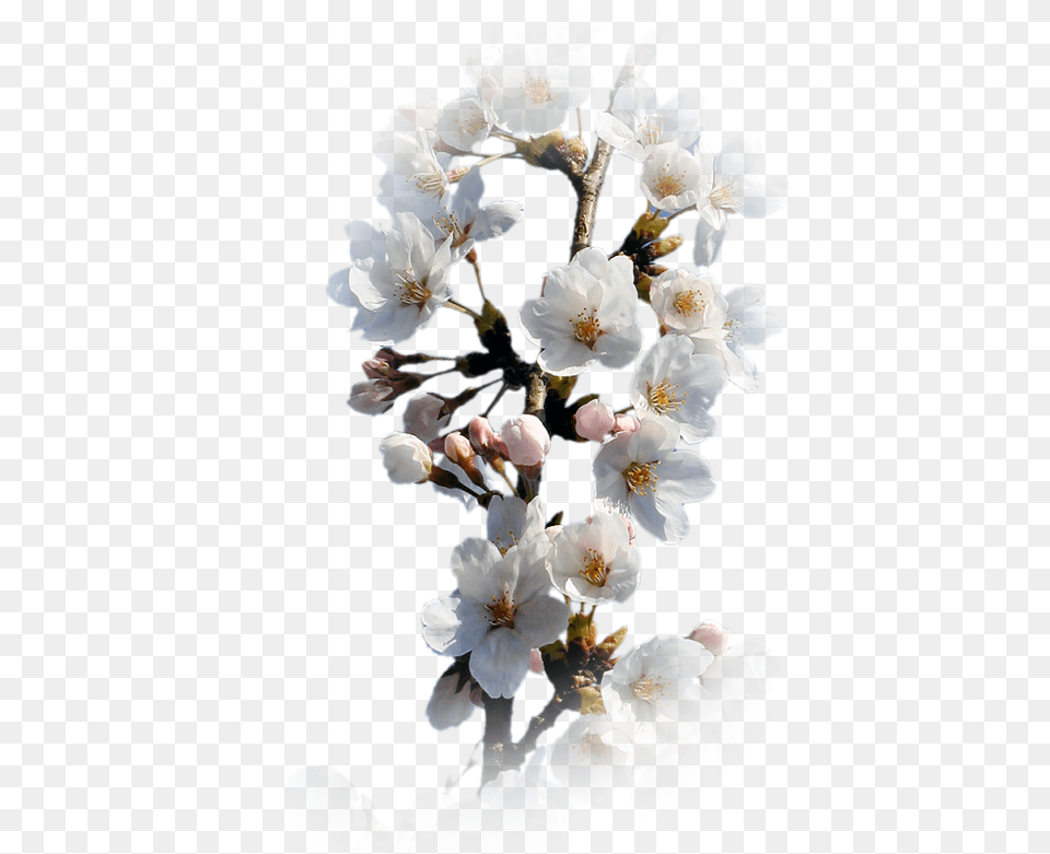Xun Nh C Nhn Cherry Blossom, Flower, Plant, Pollen, Petal Free Transparent Png