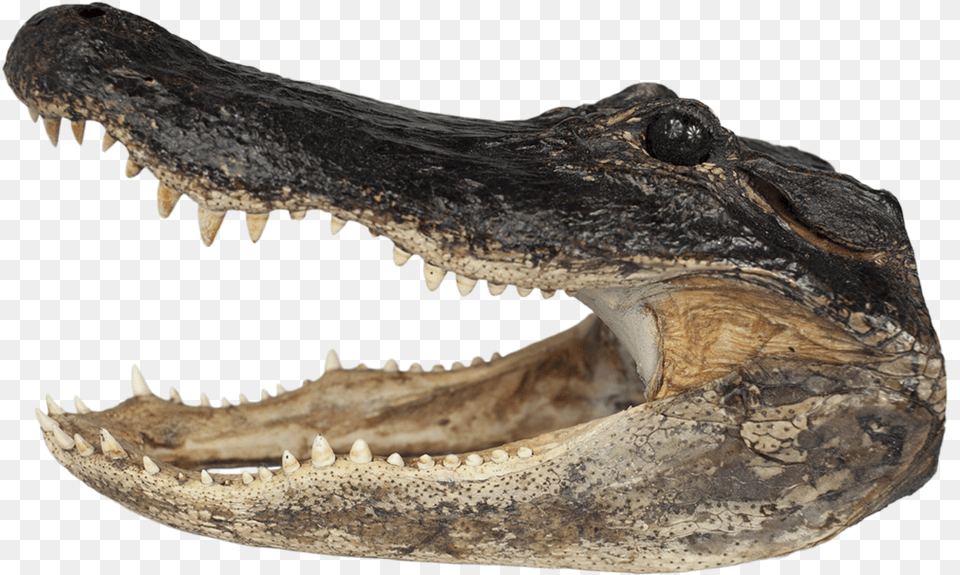 Xxl Gator Head Alligator Transparent, Animal, Crocodile, Reptile, Dinosaur Free Png Download