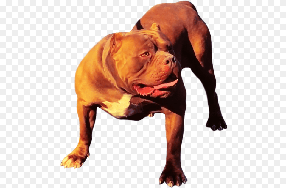Xxl Pitbull Kennels Dog Yawns, Animal, Bulldog, Canine, Pet Png