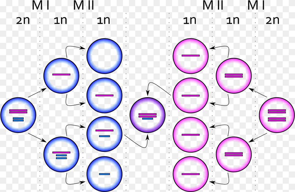 Xxy Syndrome M Sindrome De Klinefelter Meiosis, Purple, Scoreboard Png