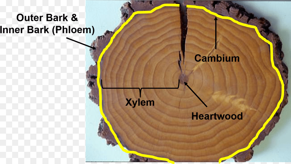 Xylem And Phloem In Tree Rings, Plant, Wood, Birthday Cake, Cake Png