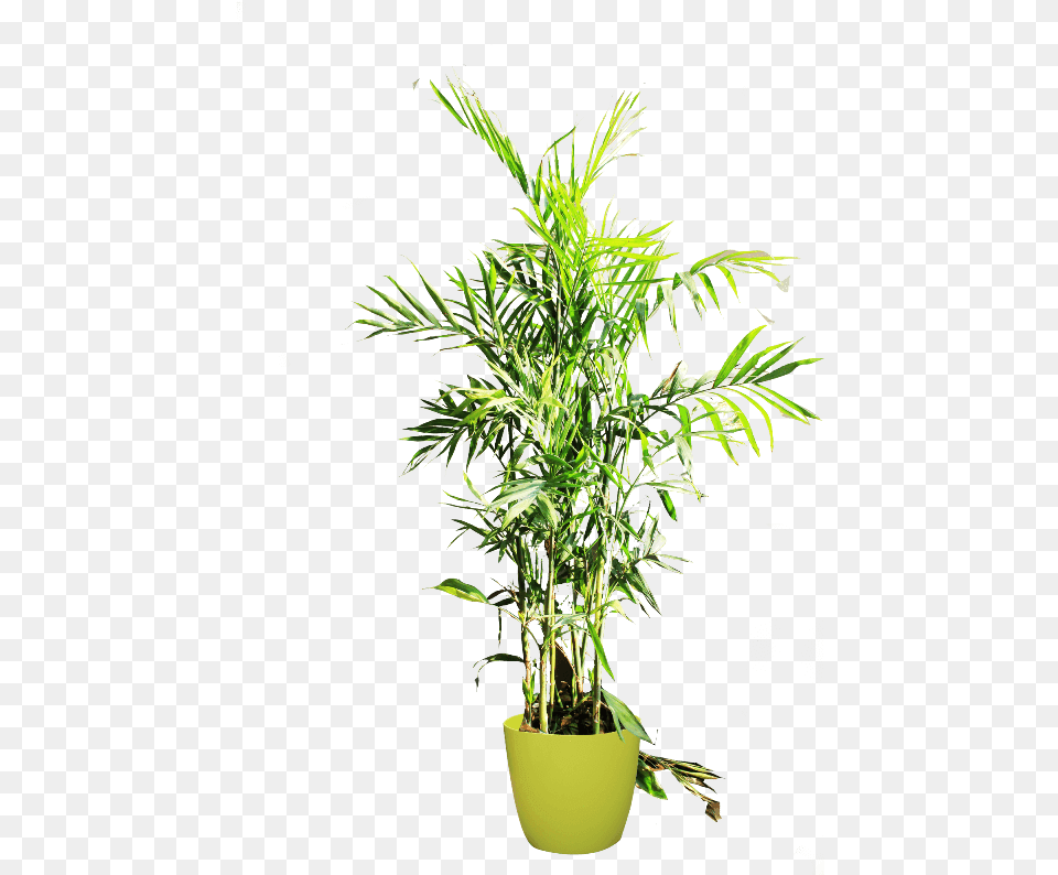 Xyzpedia Inside Plant, Tree, Palm Tree, Potted Plant, Leaf Png