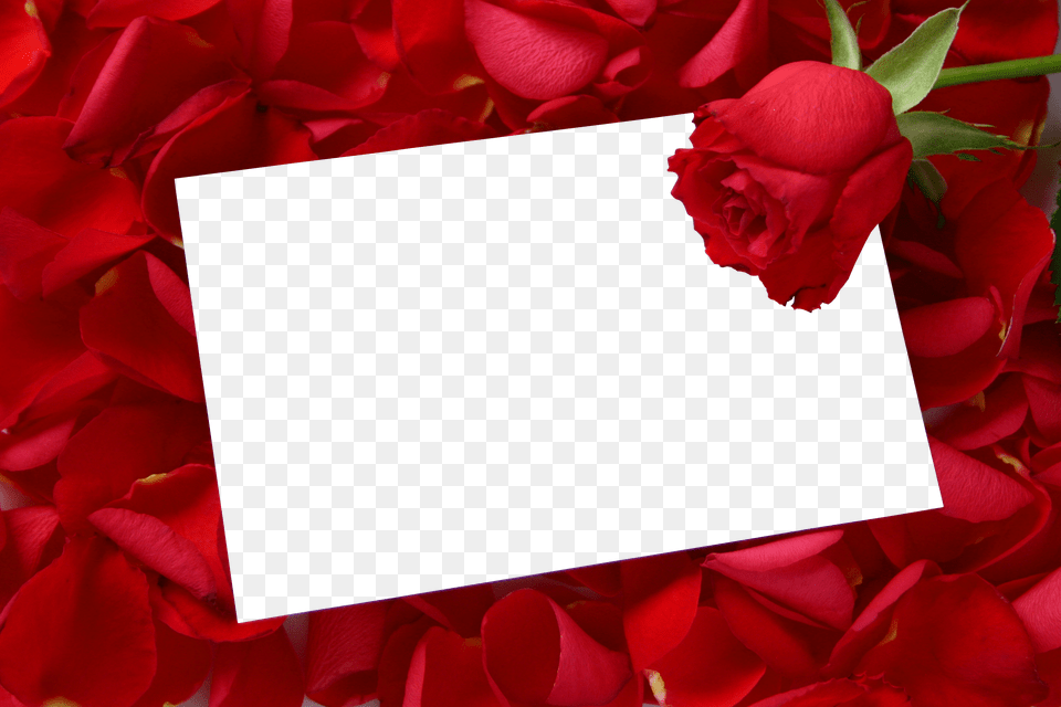 Y Eb14f479 Paper Background Text Background Background Red Roses Photo Frames Free Transparent Png