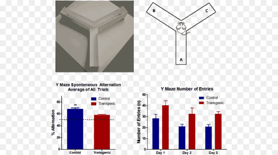 Y Maze Spontaneous Alternation Y Maze Test Mice Free Transparent Png