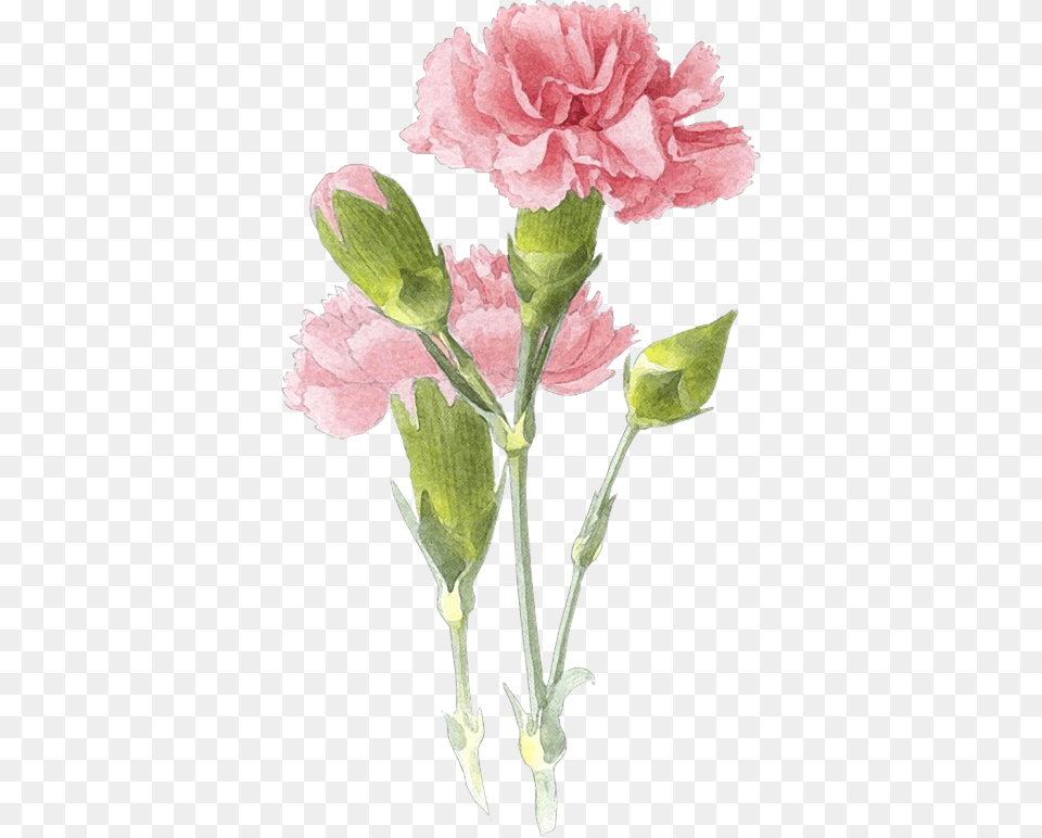 Y Trabajos Con Flores Love Myself Love Yourself, Carnation, Flower, Plant Free Transparent Png