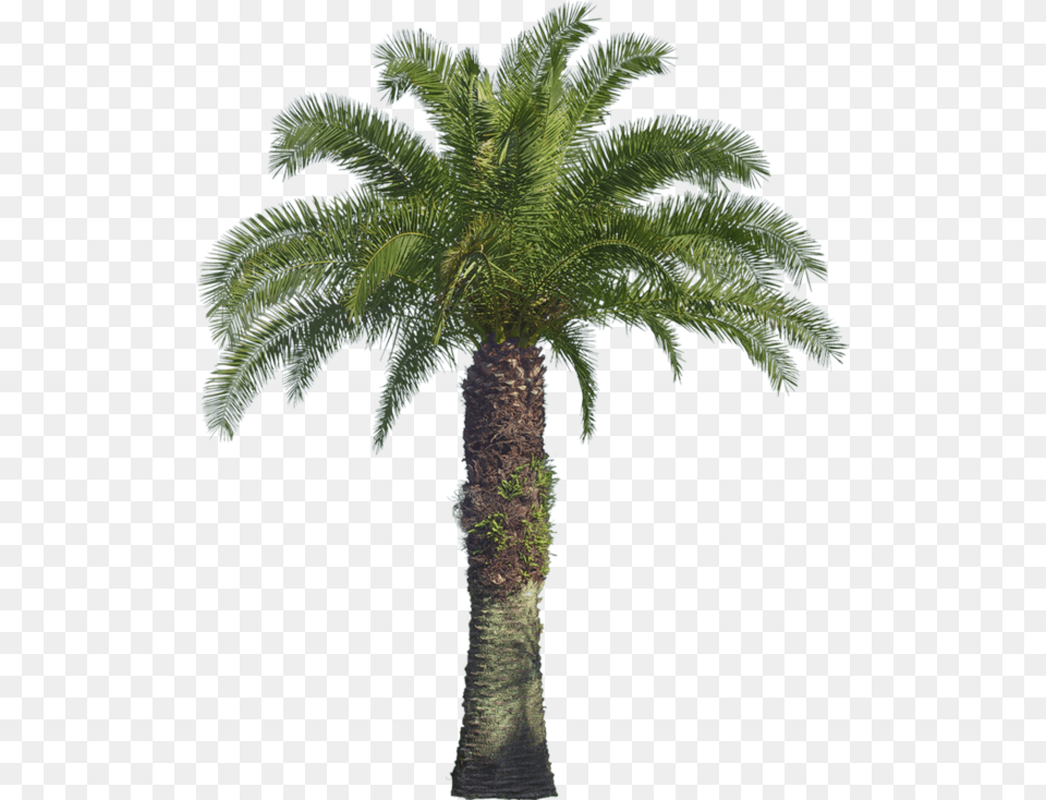 Oil Palm Tree, Palm Tree, Plant Png