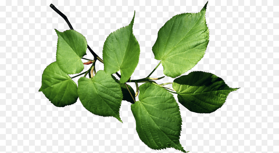 Yabloko Na Vetke, Herbal, Herbs, Leaf, Plant Free Png Download