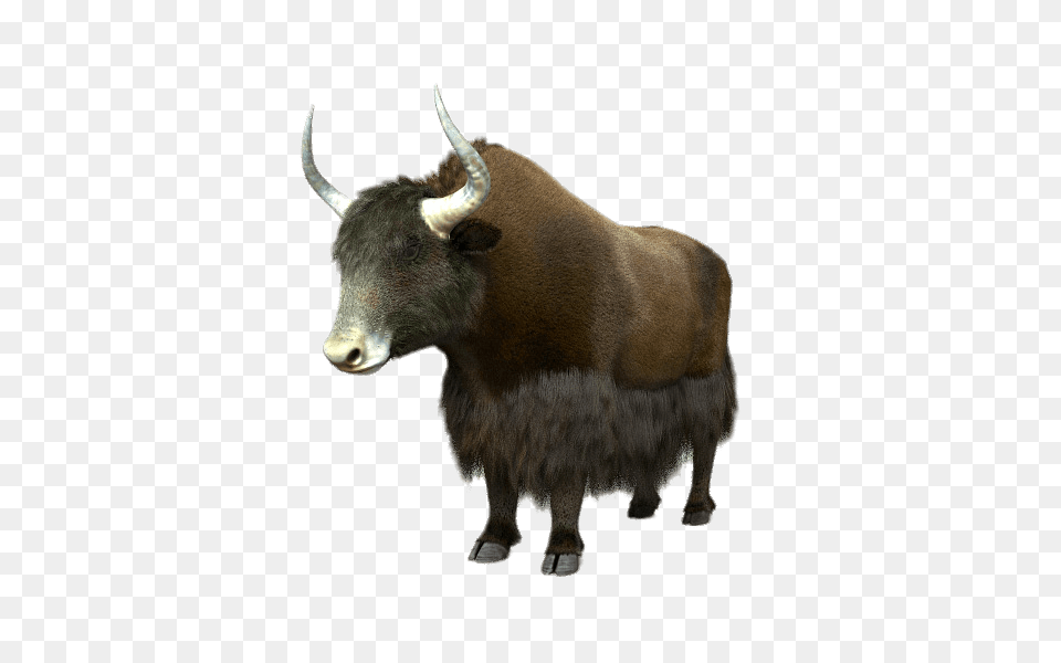 Yak 3d Model, Animal, Bull, Cattle, Cow Png Image