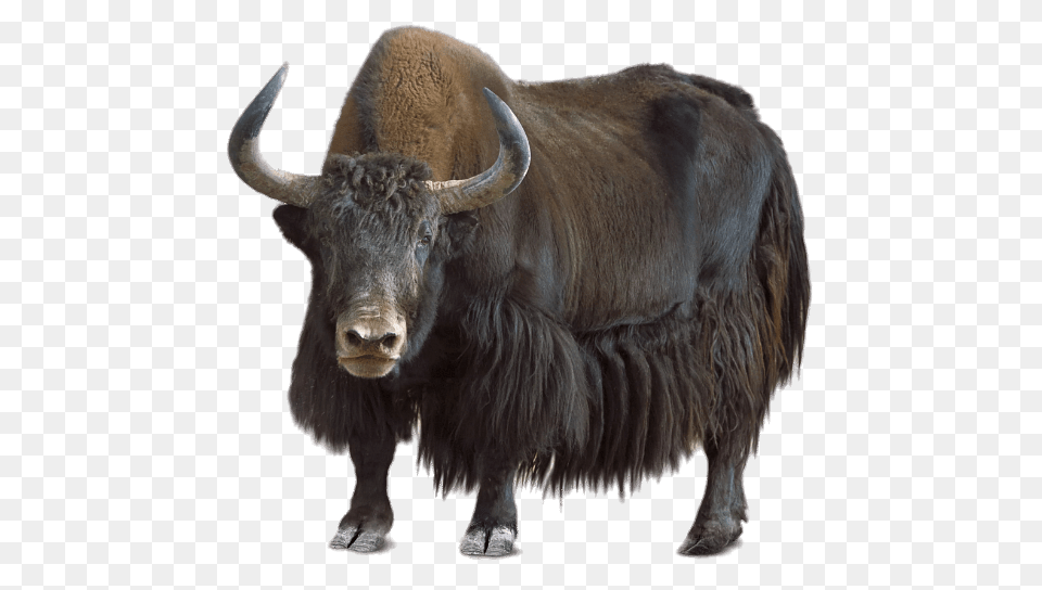 Yak, Animal, Cattle, Cow, Livestock Free Transparent Png