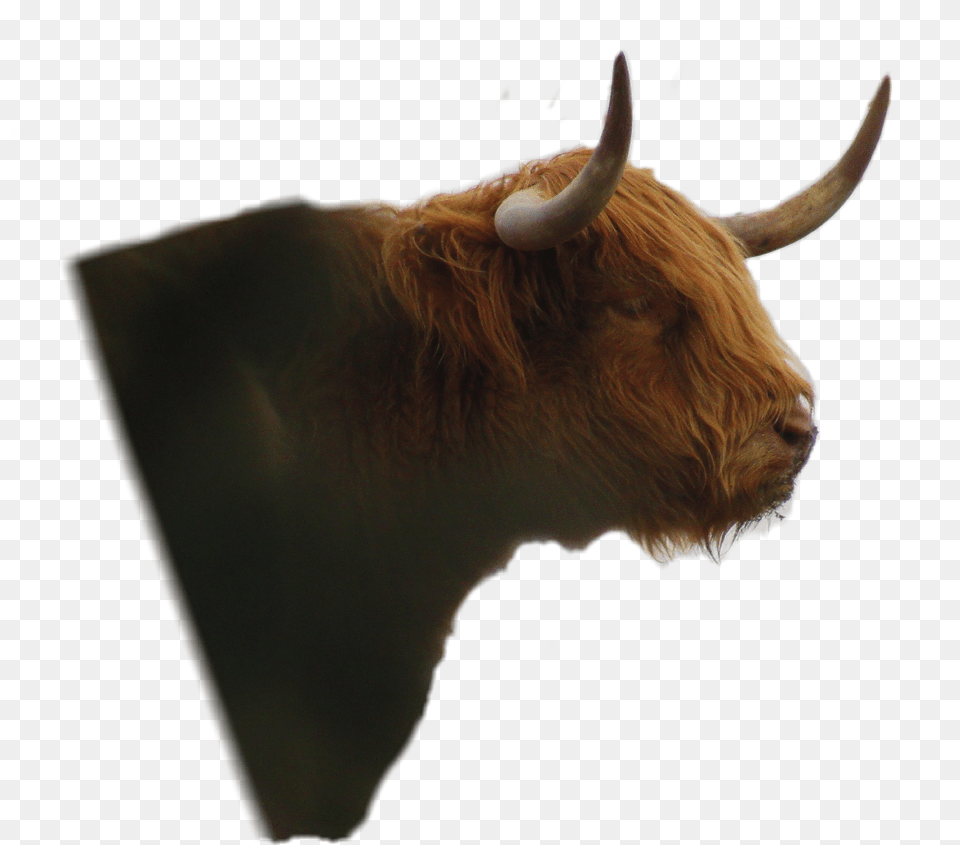 Yak Bull, Key Png Image