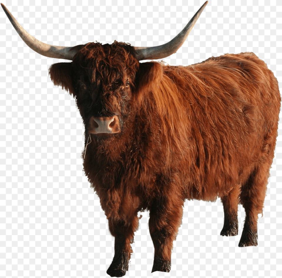Yak Bull, Animal, Mammal, Cattle, Cow Free Transparent Png