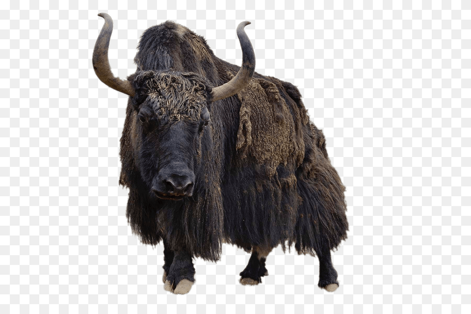 Yak Front View, Animal, Cattle, Livestock, Mammal Png Image