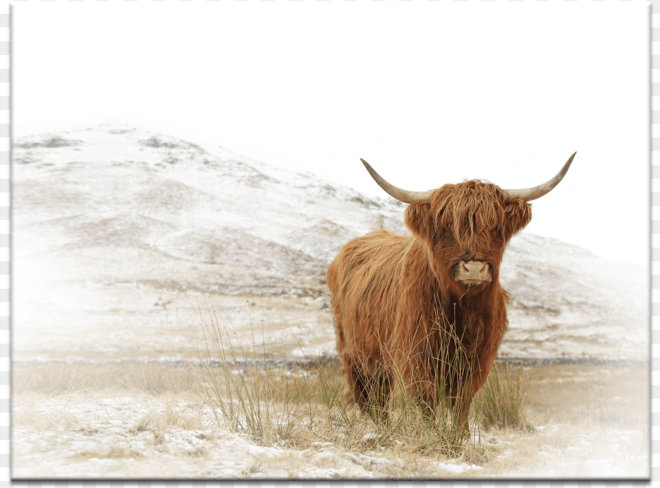 Yak Highland Baby Cow Canvas, Animal, Bull, Mammal, Cattle Free Png Download
