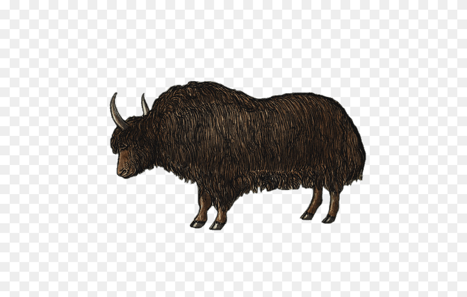 Yak Illustration, Animal, Mammal, Bull, Livestock Free Transparent Png