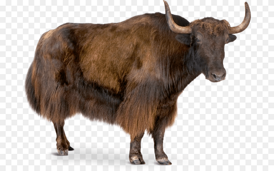 Yak White Background, Animal, Cattle, Livestock, Mammal Png