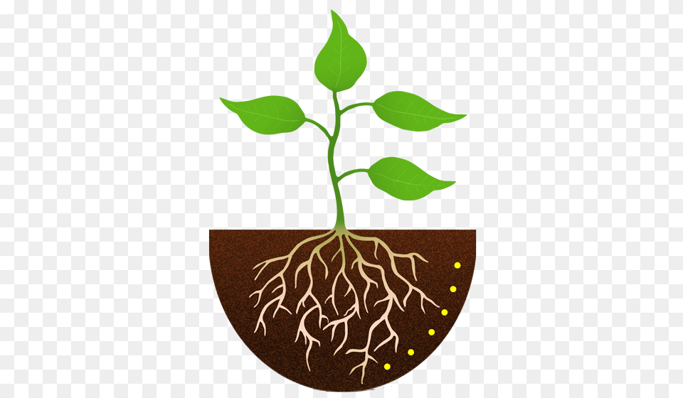 Yam Clip Art Man, Plant, Root, Leaf, Soil Free Png Download