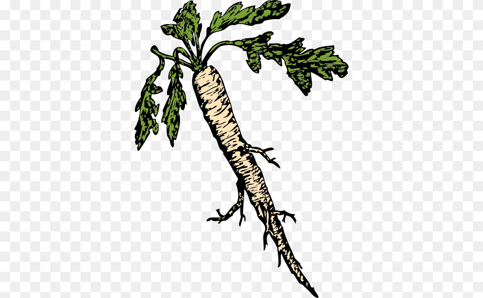 Yam Clipart, Food, Produce, Carrot, Plant Free Transparent Png