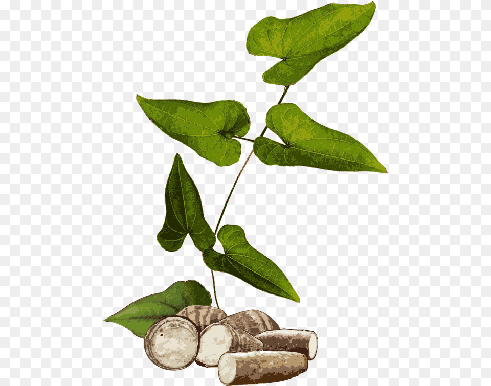 Yam Plant, Leaf, Herbal, Herbs, Tree Free Png Download