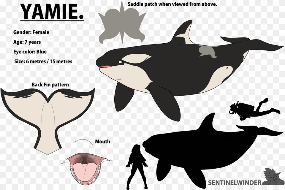 Yamie The Nomming Orca Yamie Orca, Animal, Fish, Sea Life, Shark Png Image