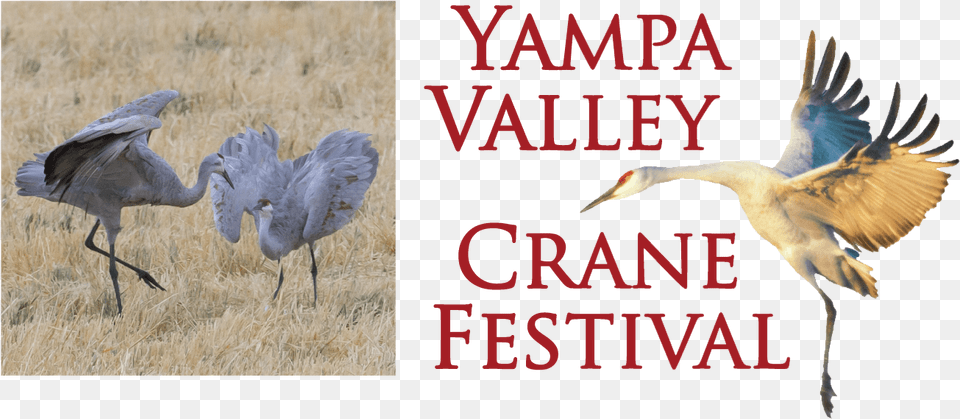 Yampa Valley Crane Festival Sandhill Crane, Animal, Bird, Crane Bird, Waterfowl Png