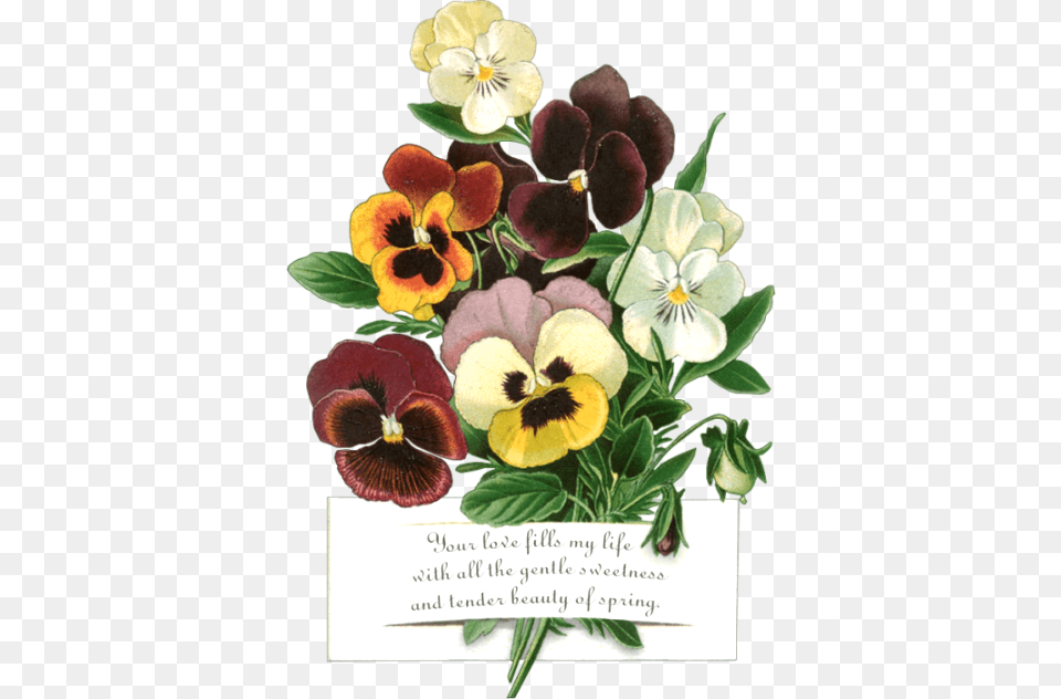 Yandeks Fotki Cafepress Pansy Pop 339x539 Area Rug, Flower, Plant Free Transparent Png