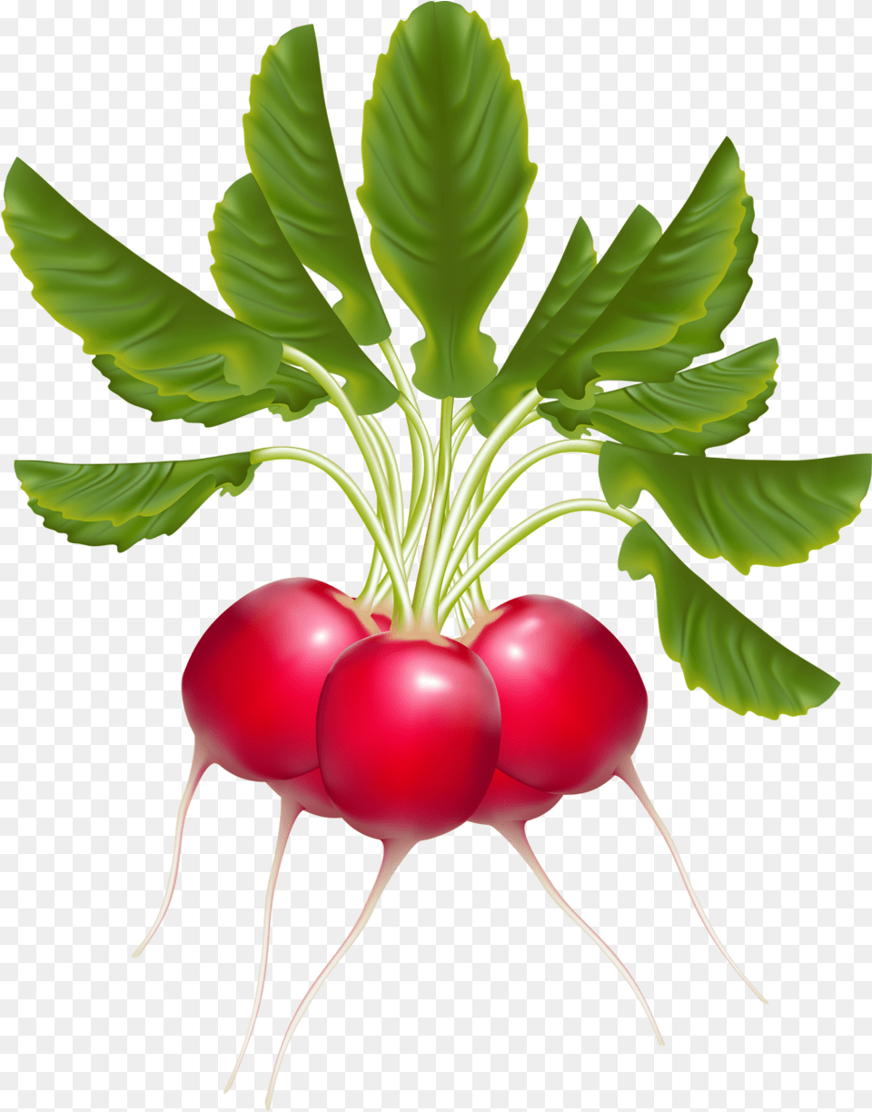 Yandeks Fotki Radishes Clipart, Food, Plant, Produce, Radish Png