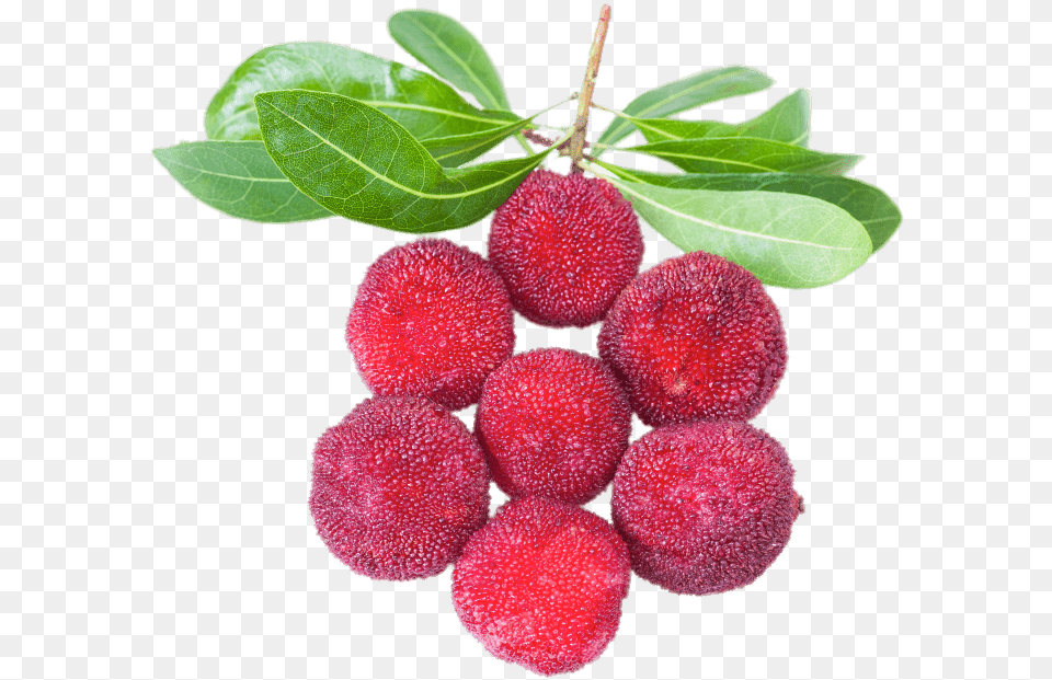 Yangmei Transparent Stickpng Yumberry, Food, Fruit, Plant, Produce Png Image