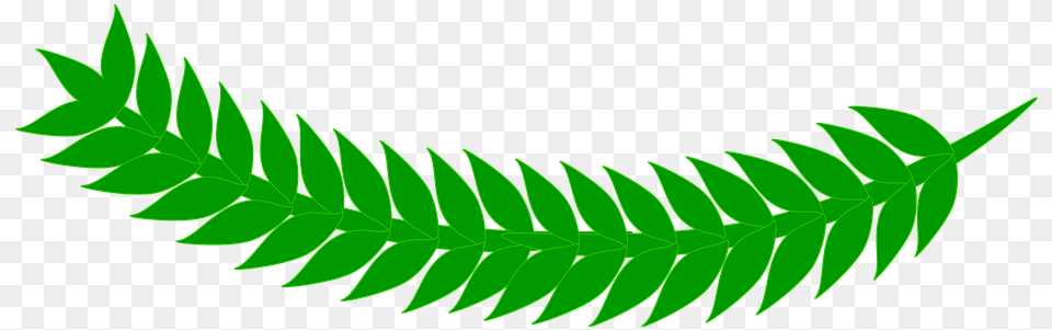 Yaprak, Fern, Green, Leaf, Plant Png Image