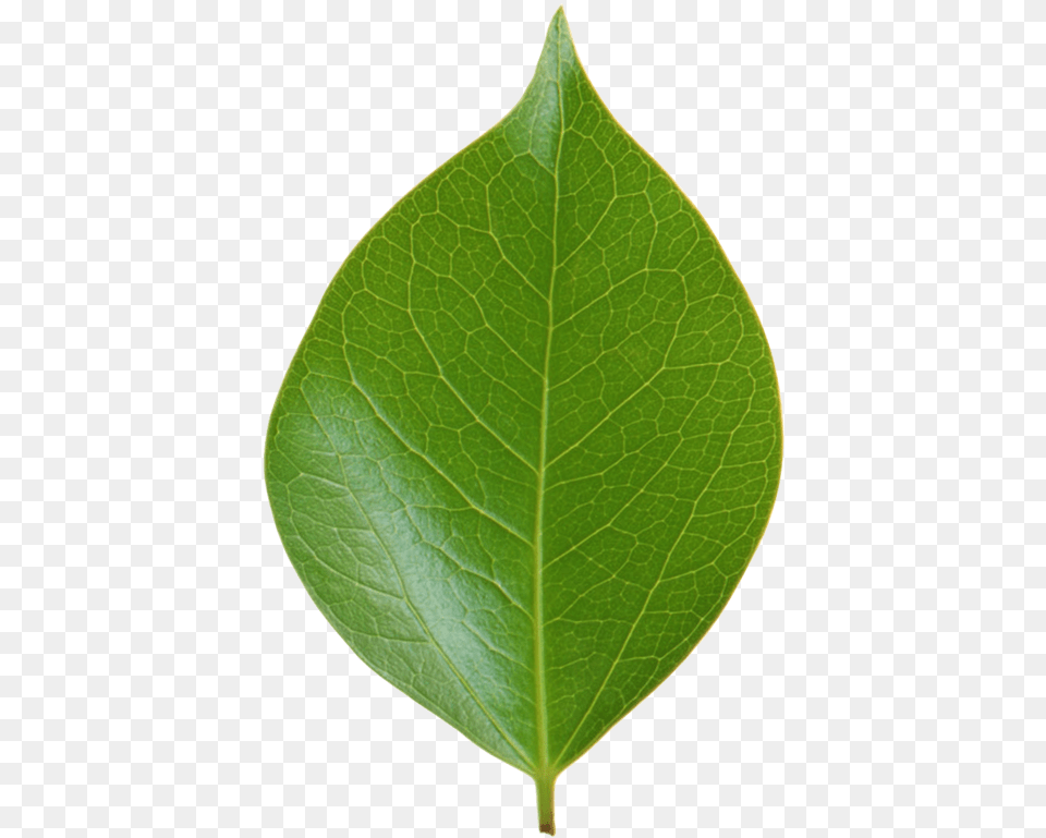Yaprak Vektor Clipart Vector Royalty Free Download Yaprak, Leaf, Plant, Tree Png