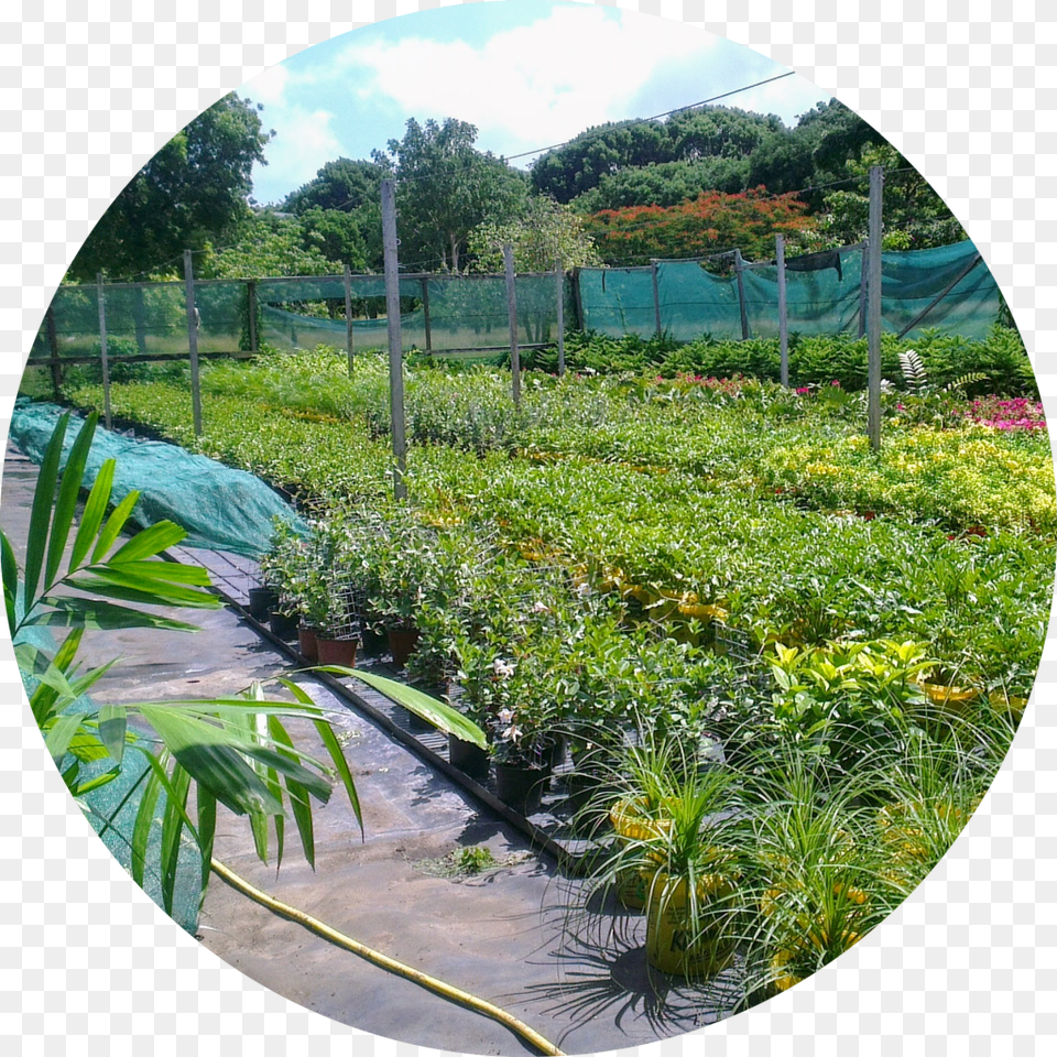 Yard, Nature, Garden, Gardening, Herbal Png