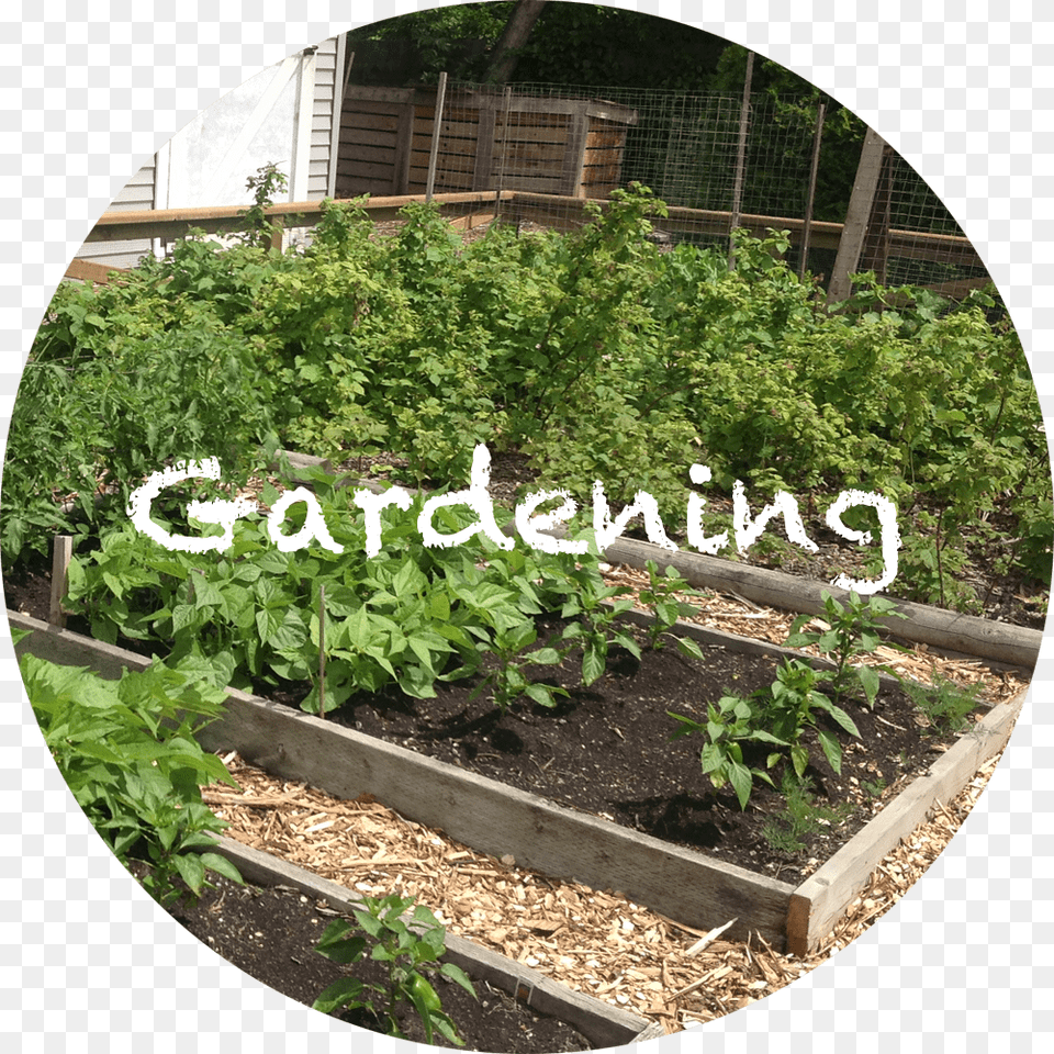 Yard, Outdoors, Garden, Herbal, Herbs Png