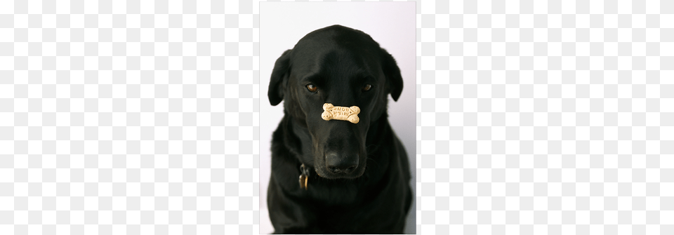 Yarmouth Maine Print Poster Curtsinger39s Black Lab With A Dog Biscuit On, Animal, Canine, Labrador Retriever, Mammal Free Png Download