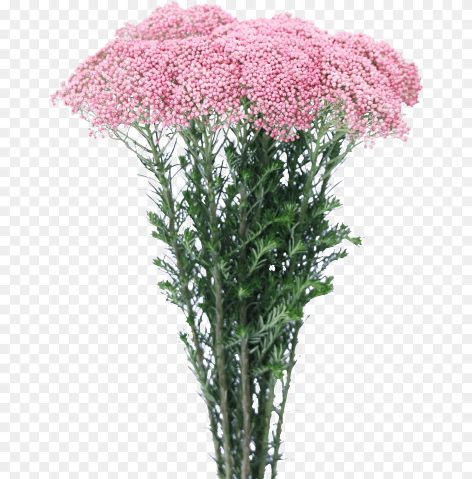 Yarrow, Flower, Plant, Flower Arrangement, Flower Bouquet Free Png Download