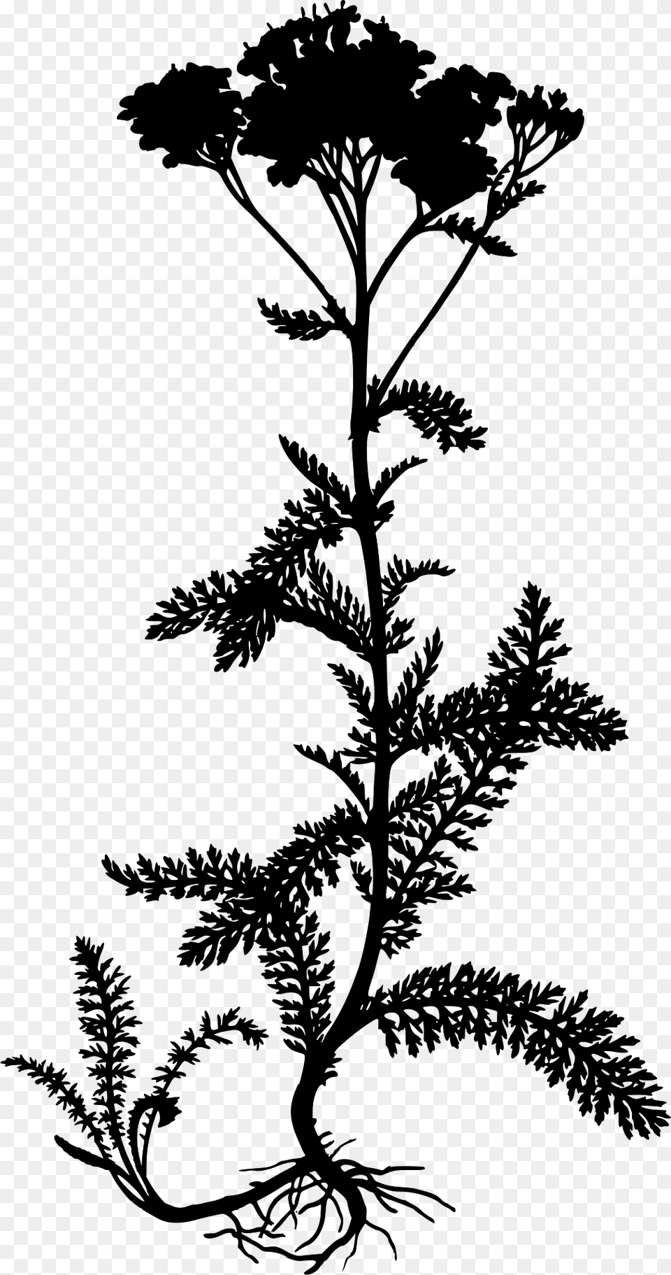 Yarrow Silhouette, Plant, Green, Art, Herbs Free Png Download