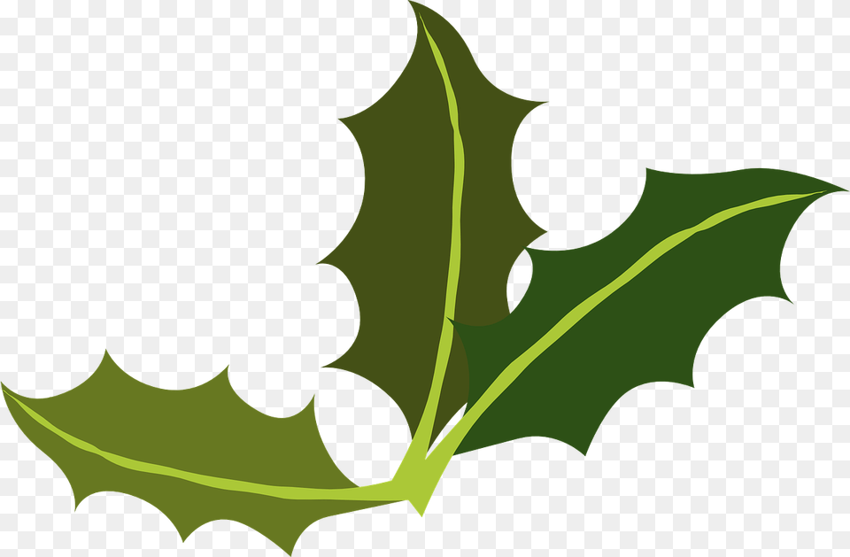 Yaupon Leaf Miner Common Transparent Holiday Clip Art, Plant, Person Png