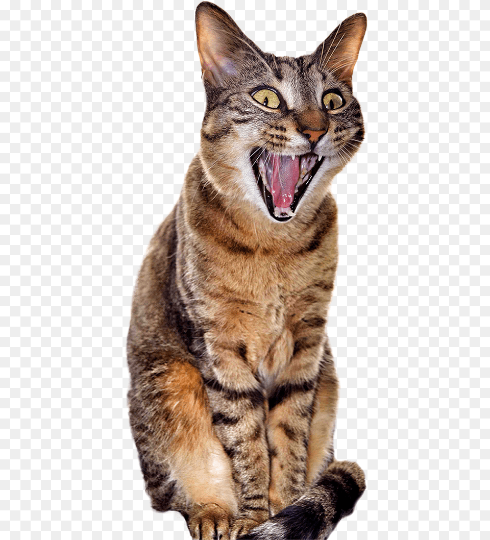Yawning Cat Background, Animal, Mammal, Pet, Abyssinian Free Transparent Png