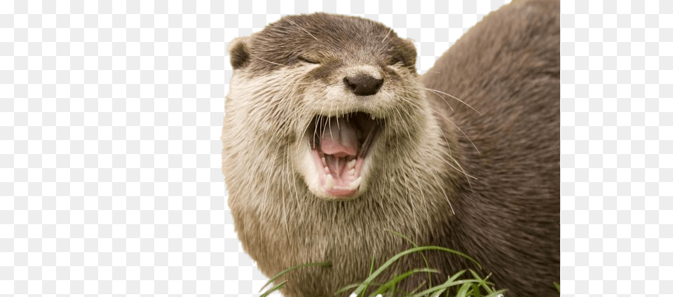 Yawning Otter, Animal, Bear, Mammal, Wildlife Png