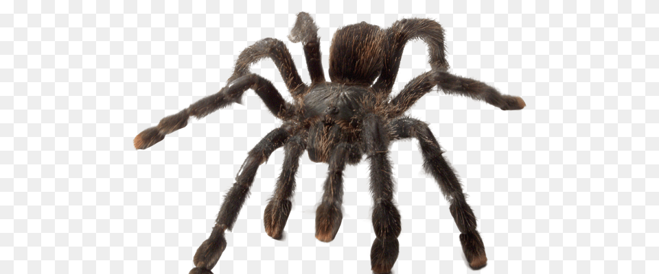 Ye Olde Arachnarium Spine Tingling Spider Science, Animal, Invertebrate, Insect, Tarantula Free Png