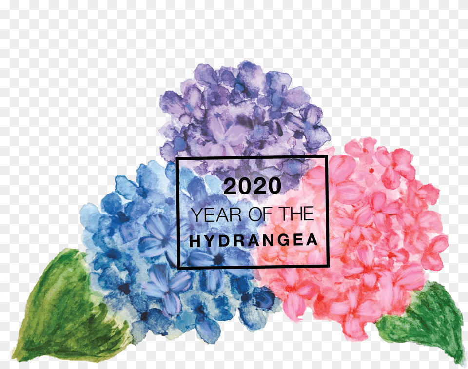 Year Of The Hydrangea National Garden Bureau Hydrangea Flowers Purple, Carnation, Plant, Petal, Flower Free Transparent Png